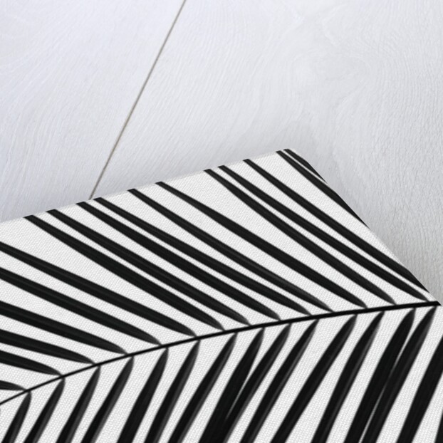 Palm tree leaf by Assaf Frank